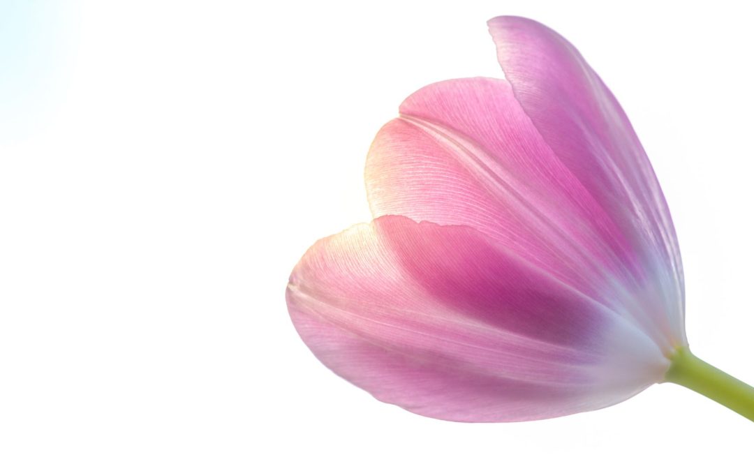 tulip riforma