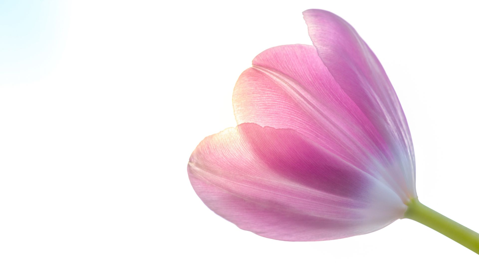 tulip riforma